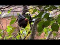 Walt Disney World Fruit Bat