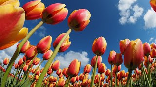 Flower By Johny Grimes | Inspirational instrumental Background Music | Unbend Sangeet