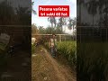 Pesona varietas tri sakti 65 Hst