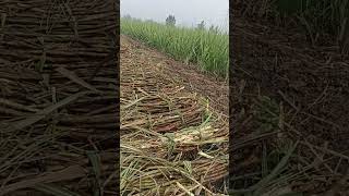 satishbhai Nayak. at. Arthan. sugar cane 0265 Harvesting.(2)