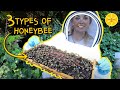 3 Types of Bee in a Hive | Beekeeping with Maddie