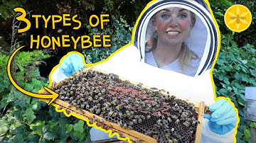 3 Types of Bee in a Hive | Beekeeping with Maddie