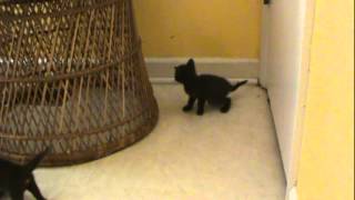 Havana Brown kittens 4 weeks old by XocolCat 640 views 11 years ago 1 minute, 34 seconds