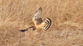 Northern Harrier hunting over the grasslands