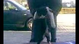 Kedi Rızanın Aşkı