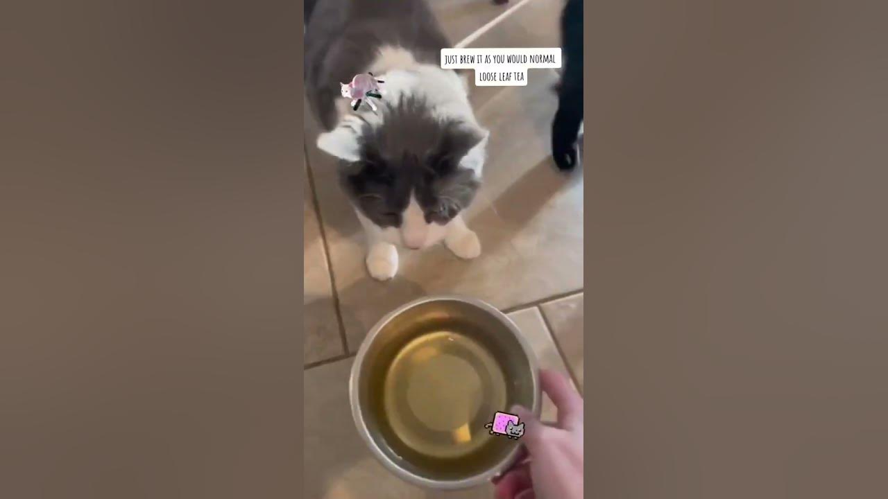 Can Humans Consume Catnip YouTube can-humans-consume-catnip-youtube