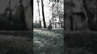  Culik Aku Dong  Silvy Kumalasari