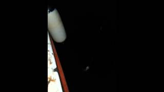 Pagrus Caeruleostictus 4