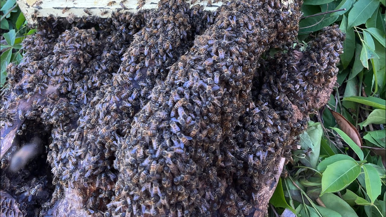 CAPTURA de abelhas Apis/ Resgate Próximo ao BARRANCO 6 metros🐝