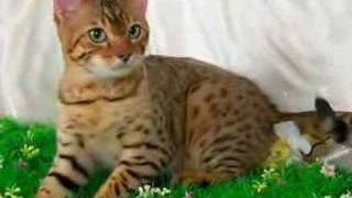 Download AshfurXSquirrelflight tribute Mp3 and Video AshfurXSquirrelflight tribute