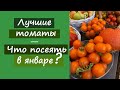 Лучшие томаты. Что посеять в январе?