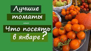 Лучшие томаты. Что посеять в январе?