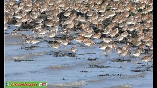 Annagassan Harbour in County Louth - Irish Coastal Bird Landscape Scenery