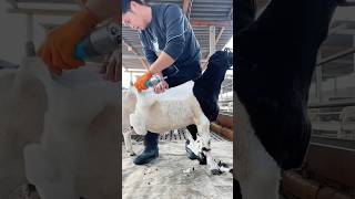 Sheep shearing 🐑 #shorts #facts