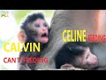 CASI GIVE MILK CELINE BUT BABY CALVIN TRY TO FOUND MILK FOR FEEDING |