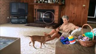 Sam the chihuahua performs