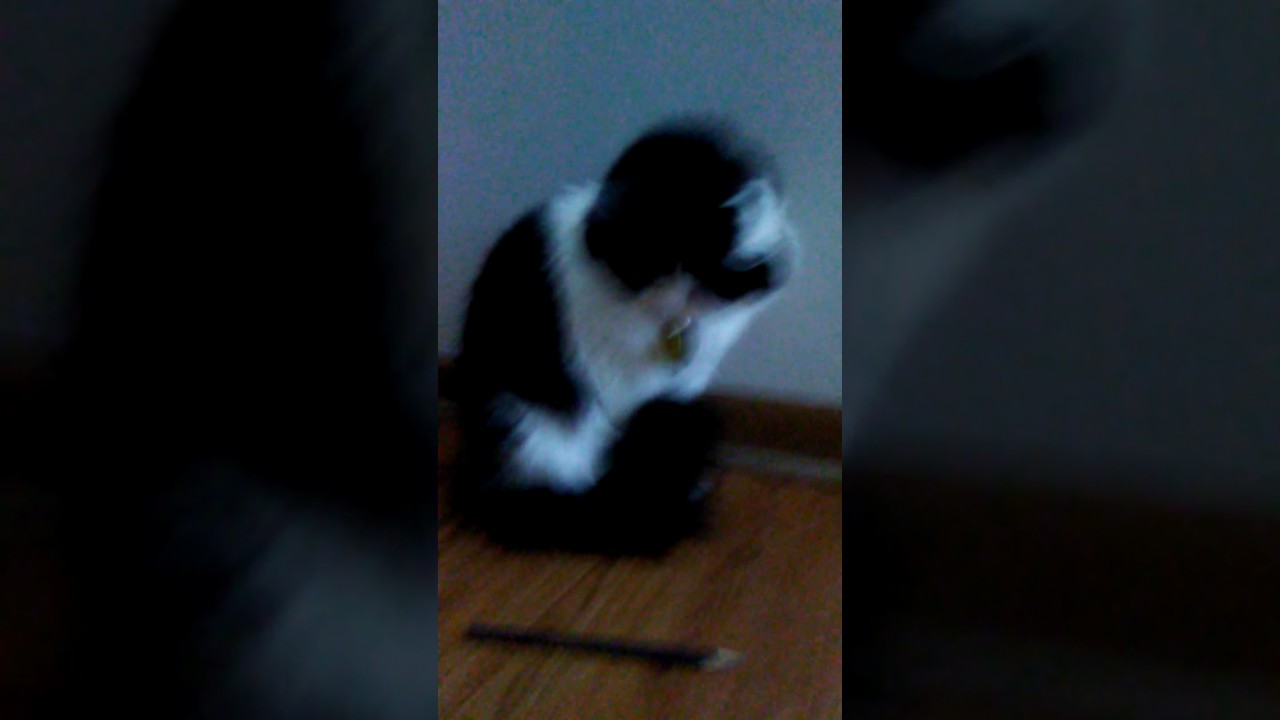 camera iphone 8 plus apk Part 2 of me playing rolling the color pencil with my kitty who love to chase moving things