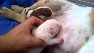 Merriveen Rough N Ready Grandpuppys By Regalwelsh Bulldogs pups 1 day old