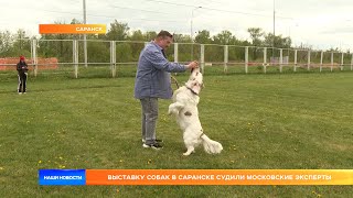 Выставку собак в Саранске судили московские эксперты
