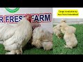 White Cochin Bantam Chicks – 10 Days Old – Now Available at Anwaar Fresh Farm!