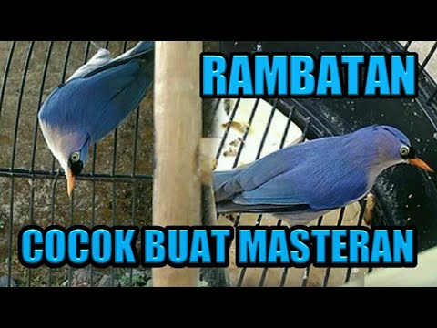 Suka Kicauan Cek Harga Burung Rambatan Bakalan Gacor Terbaru