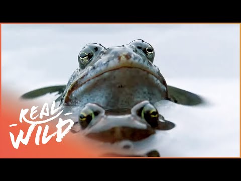 The Wildlife Of The Alps and The River Rhine | Germany&#039;s Underworld | Real Wild