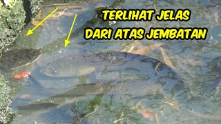 Mancing Ikan Gabus Di Atas Jembatan Umpan Jatuh Langsung Sambar  screenshot 5