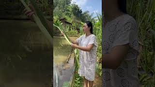 Ngala Turubus Hela Di Kebon rismanirmalasari gadisdesa shorts