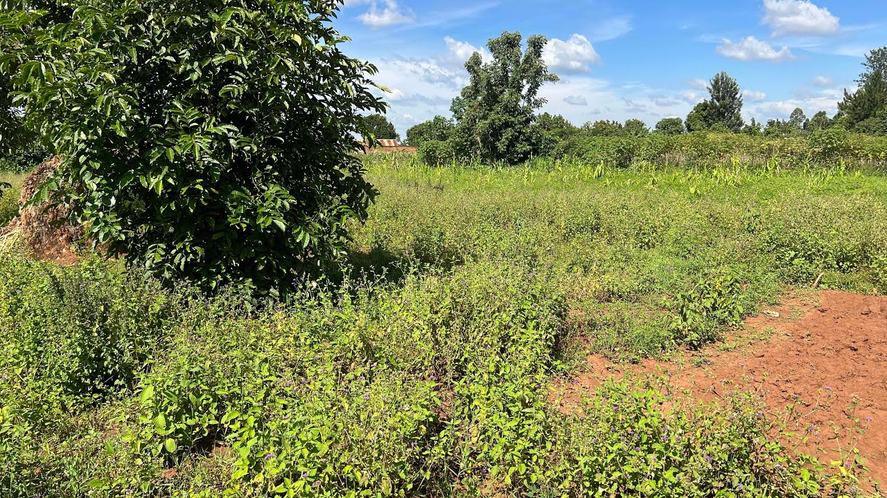 100&100 PLOT FOR SALE AT IGANGA TOWN WITH POWER AND GOOD FOR RESIDENTIAL