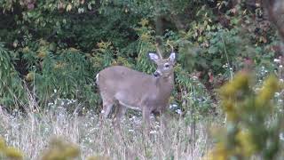 Chevy Gordon Deer Hunt by Michael Pollack 28 views 2 years ago 11 minutes, 41 seconds