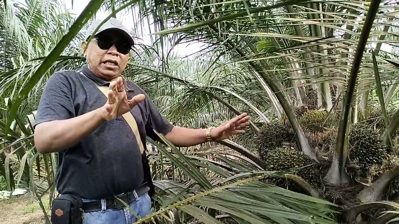 Pengenalan tanaman sawit topaz 1 dan kombinasi topaz 2 dan 3 di perkebunan PT Sak aye Asam Jujuhan