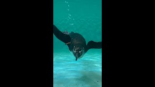 Penguin Webcam