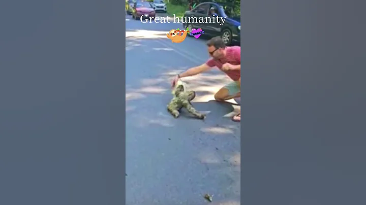 Man Rescues Stranded Sloth with Help from Another ♥️