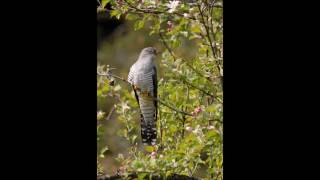 On Hearing the First Cuckoo in Spring (Delius)