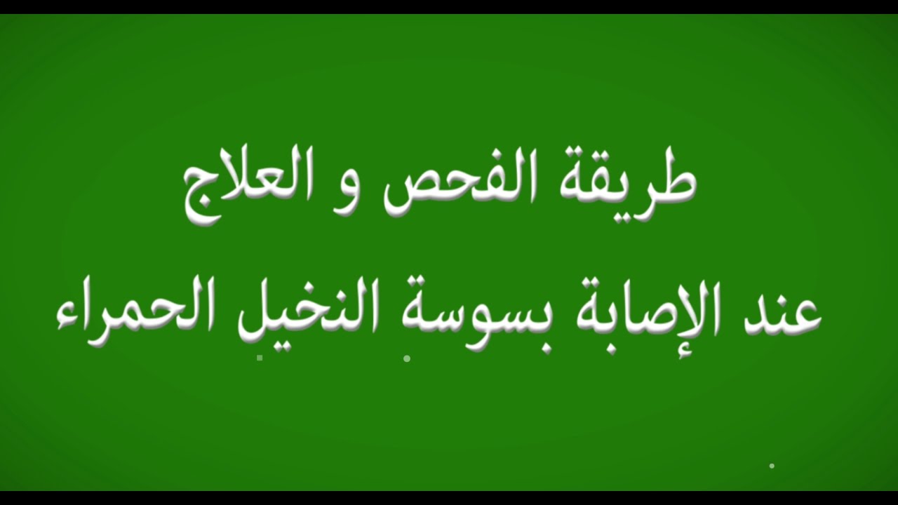 طريقة الفحص و العلاج عند الإصابة بسوسة النخيل الحمراء