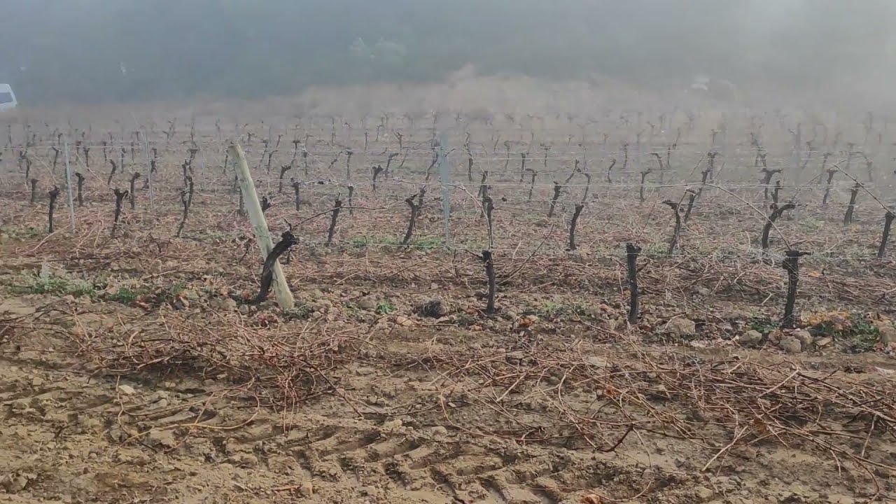 ¿Que viñas viven más año? ¿vaso o espaldera?