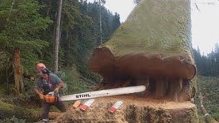 How Do Workers Cut Down A Giant Tree Saw The Fastest Giant Tree With A Hand Saw