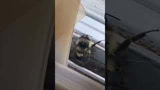 Clips You Need To See Before You Die Bee