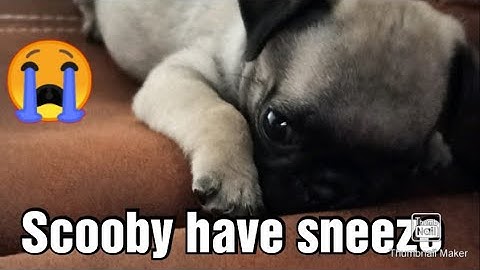 puppy have sneeze and running nose😭 #pug #puppy