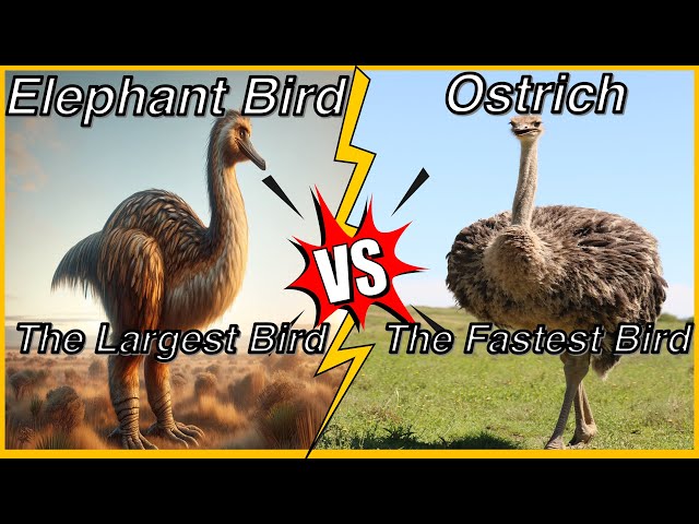 Elephant Bird Egg Vs Ostrich Egg