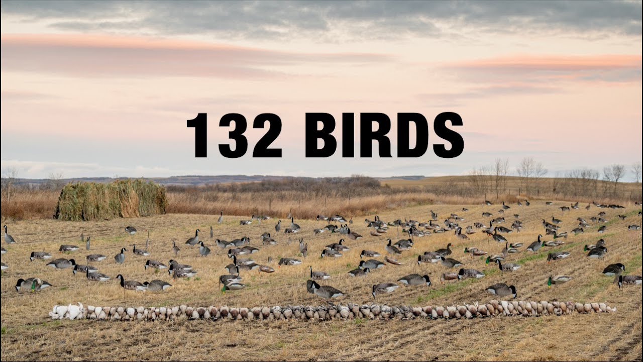 INSANE Dry Field Combo Hunt!! (Mallards, Pintails, Wigeon, Canadas, Snows, Specks)