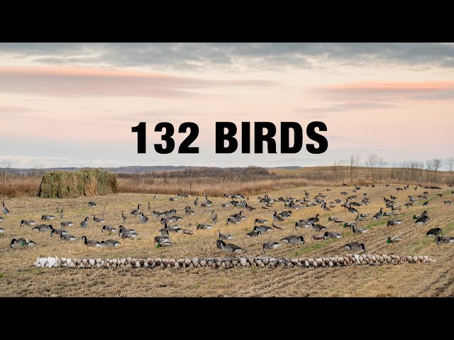 INSANE Dry Field Combo Hunt!! (Mallards, Pintails, Wigeon, Canadas, Snows, Specks) class=