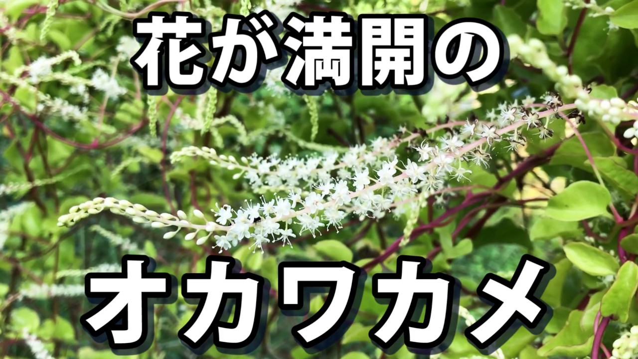 オカワカメ 花が満開 オカワカメの白の小花がキレイ Youtube