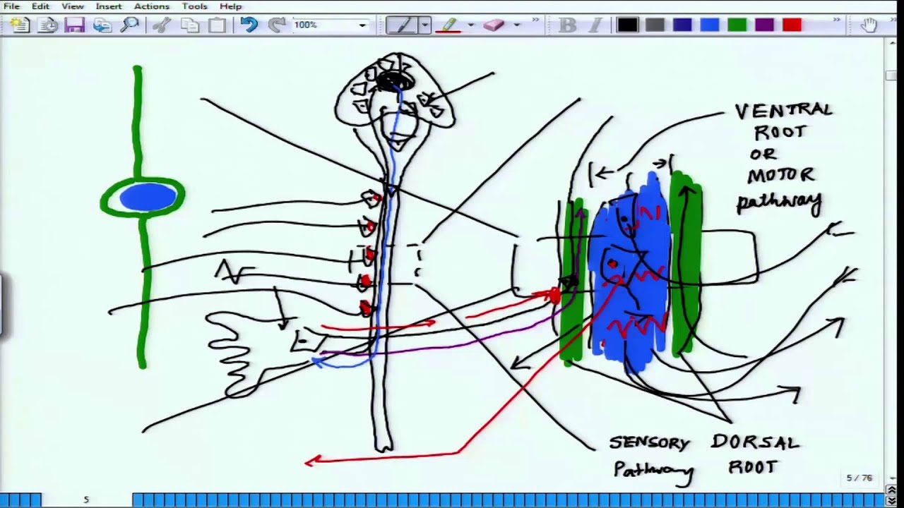 Mod-01 Lec-10 Animal Physiology