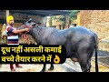 एक लाख की भैंस को दो लाख की ऐसे बनाता किसान | RACHHERI MURRAH BUFFALO DAIRY FARM PUNJAB