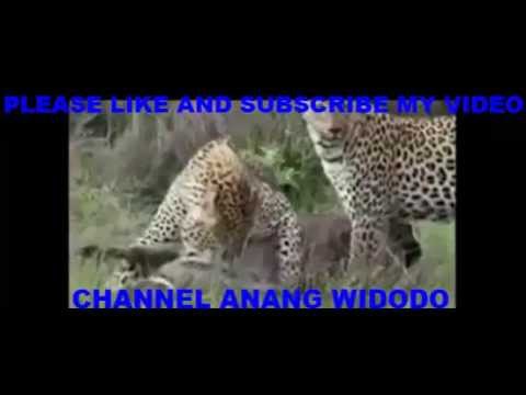 lion-vs-cheetah-attack-2-jaguar-vs-lion,-battle-at-kruger,-2015