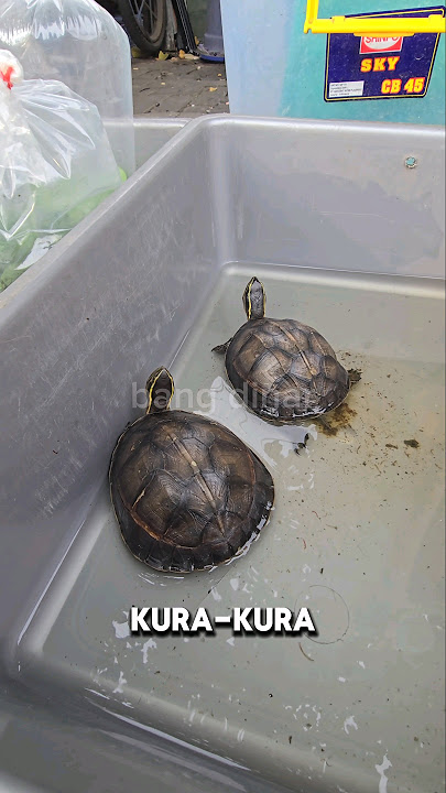 beli ga ya⁉️KURA-KURA AMBON 125rb/ekor DI PASAR IKAN HIAS JATINEGARA‼️ #shorts