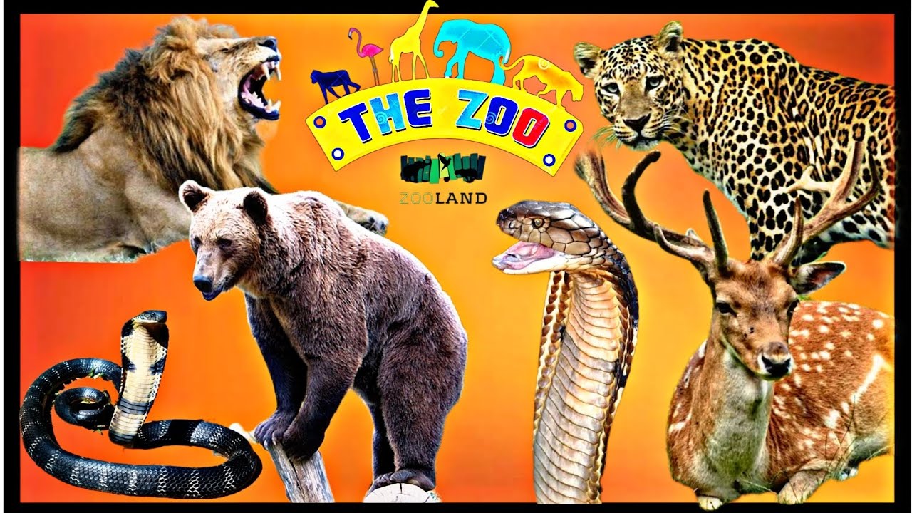 MANDA ZOO jammu 🦍🐅🐺 YouTube