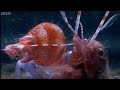 Pistol Shrimp Superheats Water! | Weird Nature | BBC Earth