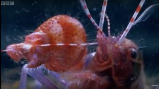 Pistol Shrimp Superheats Water! | Weird Nature | BBC Earth